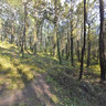 Pinewood forest of Liencres
