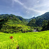 Cambulo Rice Terraces