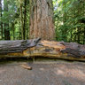 The Big Tree (Cathedral Grove)