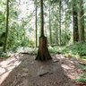 Old Growth/New Growth