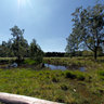 Roetgen / Rott - Nature-Sanctuary Struffelt - Boardwalk - On a Timber Bridge