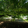 Big tree by the Po river banks