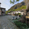 The Moncenisio Ash tree