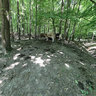 In the Forest