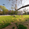 il Vecchio Albero dei Giardini Pubblici