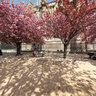 pink trees on the Seine
