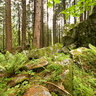 Verde Sottobosco in Valmasino