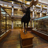 Natural History Museum