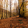 Bosco a Montecampione