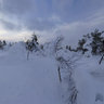 Luosto forest