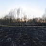 Scorched earth.
