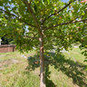 Apple Tree Of Rememberance