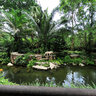 Singapore Zoo - White tigers