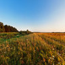 Field near Zarech'e village at sunset