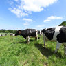 Troupeau de Vaches