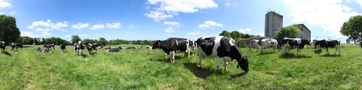 Troupeau de Vaches