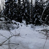 car in the forest