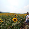 Glozhene Sunflowers