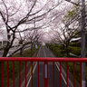 Cherry Blossoms Slope  