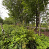 Sanders Farm - Quebec, Canada