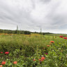 Sanders Farm Flower Patch - Quebec, Canada