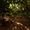 Cupuaçu Trees.