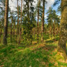 spring forest
