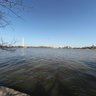 Bald Eagle at Tidal Basin