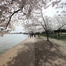 Cherryblossom2011