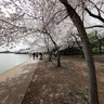 Cherryblossom20112