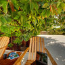 Rubber Tree