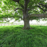 Under the old oak
