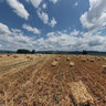Freshly harvested wheat field