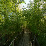 Carska Bara - Bridge by the pier