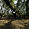 Carska Bara - By The Big Tree