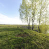 Green Spring Birchs