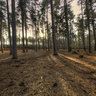 Black Park
