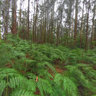 In the woods - Galicia