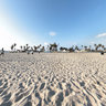 Venice Beach