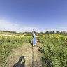 Parque del Agua Zaragoza. Girasoles