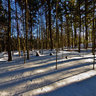Boyd Conservation Area - Winter Hike - Deep Forest