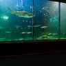 Two Oceans Aquarium