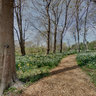 Blithewold Garden Daffodils