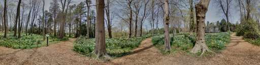 Blithewold Garden Daffodils