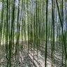 Blithewold Bamboo Forest
