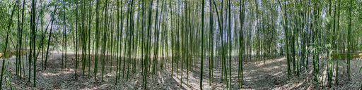 Blithewold Bamboo Forest