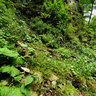 Sighistel Valley, ROU