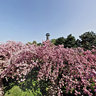 Cherry Blossom in the Seepark, Freiburg