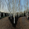 Silver Birch Grove, Anglesey Abbey, England
