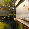 Swarm of Bees by the Beehive